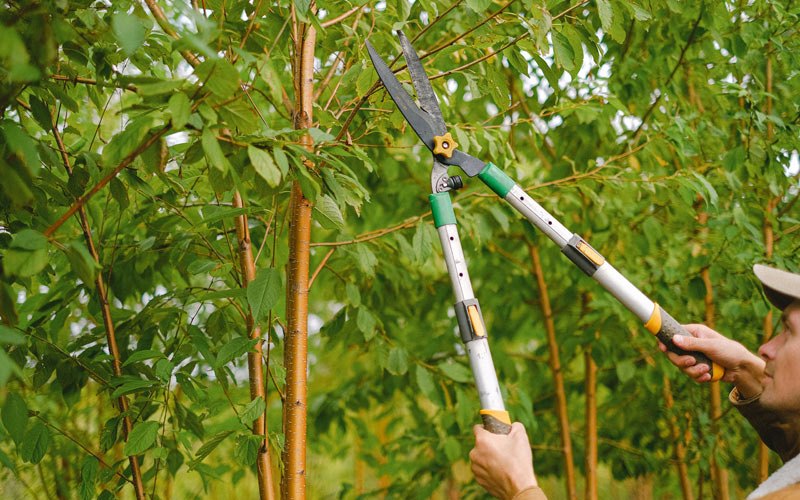Tree trimming in Woosung, IL
