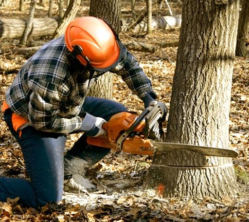 Tree Removal in Woosung, IL